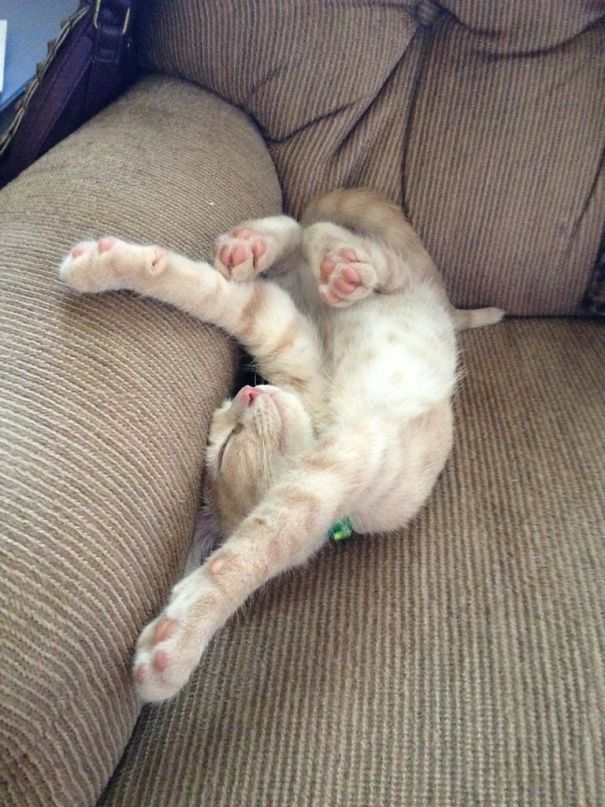 After His First Time With Catnip!