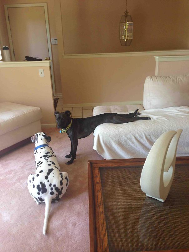 My Dog Is So F*cking Weird