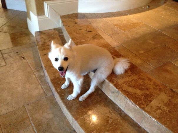 My Dog Likes To Sit Down Weird Sometimes