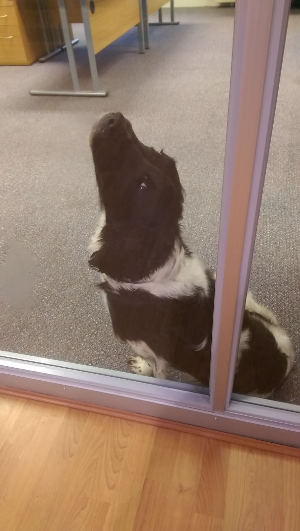 Every Lunch The Office Dog Just Sits In This Weird Pose And Waits Outside The Kitchen