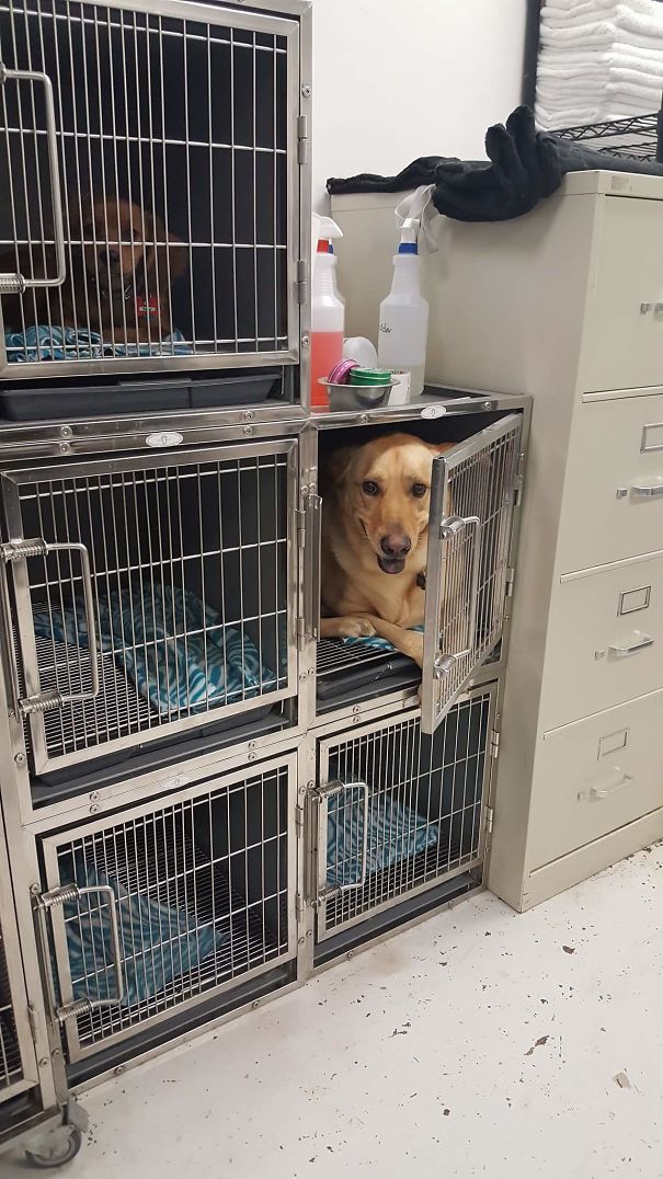 Took My Dog To The Groomer And They Sent Me This. She Climbed Into A Kennel For Small Dogs And Somehow Managed To Turn All The Way Around