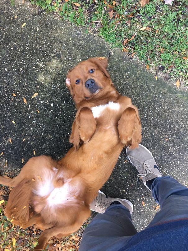 My Dog Got Out Of The House, Expected Him To Run Away But He Just Did This