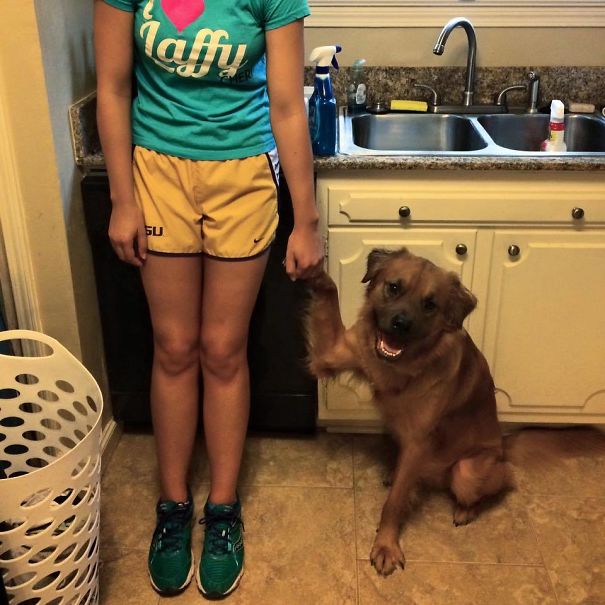 My Friend's Dog Has Been Clingy Since She Rescued Him As A Pup. Now He Follows Her Around And Paws At Her Until She Lets Him Hold Her Hand