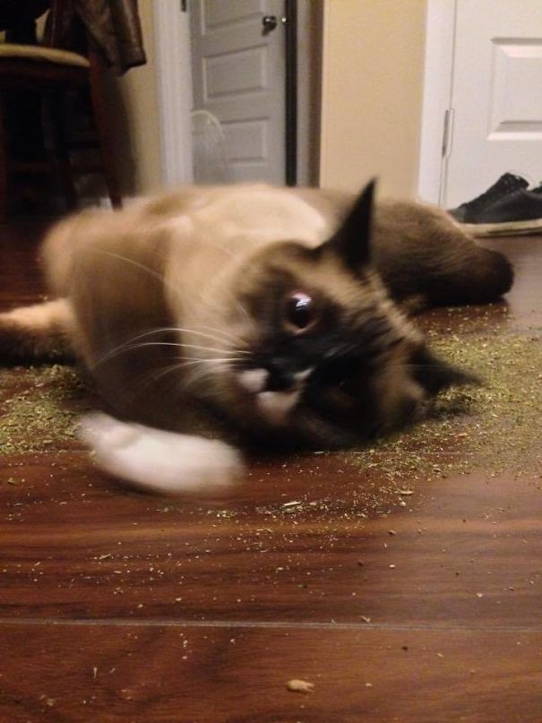 Someone Dropped A Bag Of Catnip