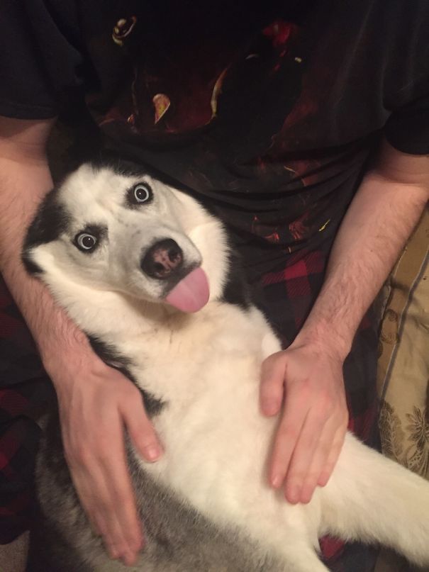 I Think My Husband Broke The Dog