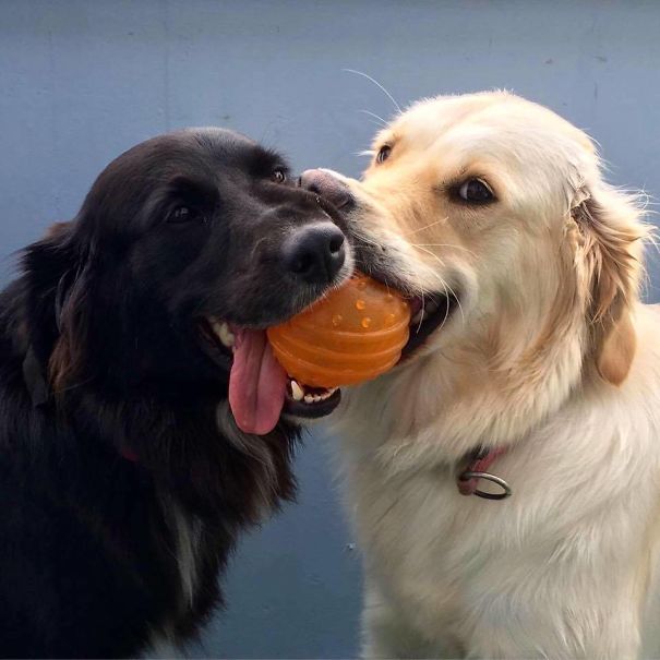 My Dog And Her Daughter Are Still Learning How To Share
