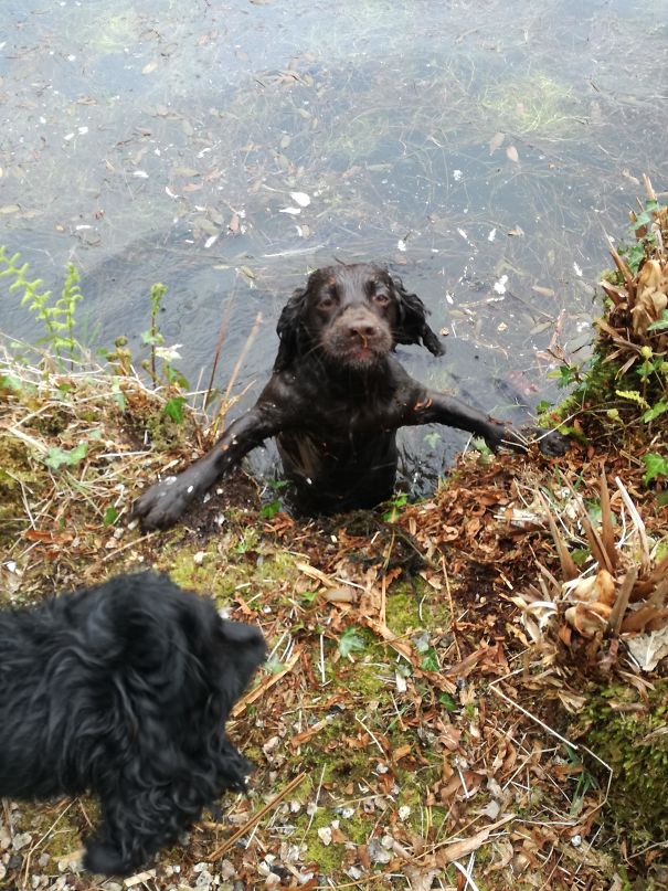 My Dumb Dog Climbing Out A Lake
