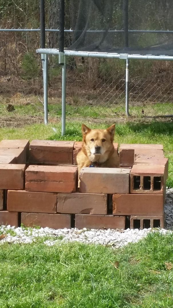 I Guess My Firepit Is A Dog Fort Now