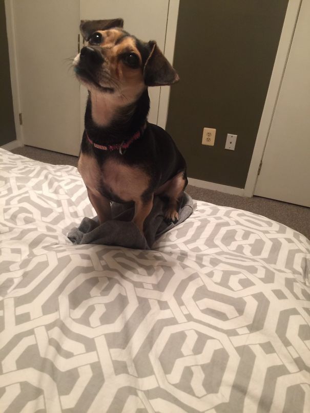If I Take A Piece Of Clothing Off And Put It On The Bed, My Dog Insists On Only Sitting On That Piece Of Clothing. Seen Here: My Pajama Shirt