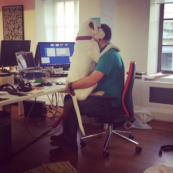 My Manager Brought His Dog To Work Today. They Sat Like This