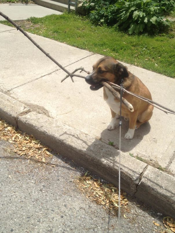 My Dog Is A Hoarder. He Does This Every Walk