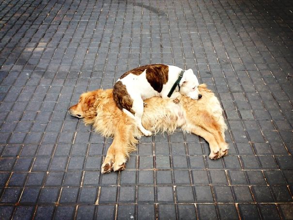 My Dog Uses Other Dogs As Beds