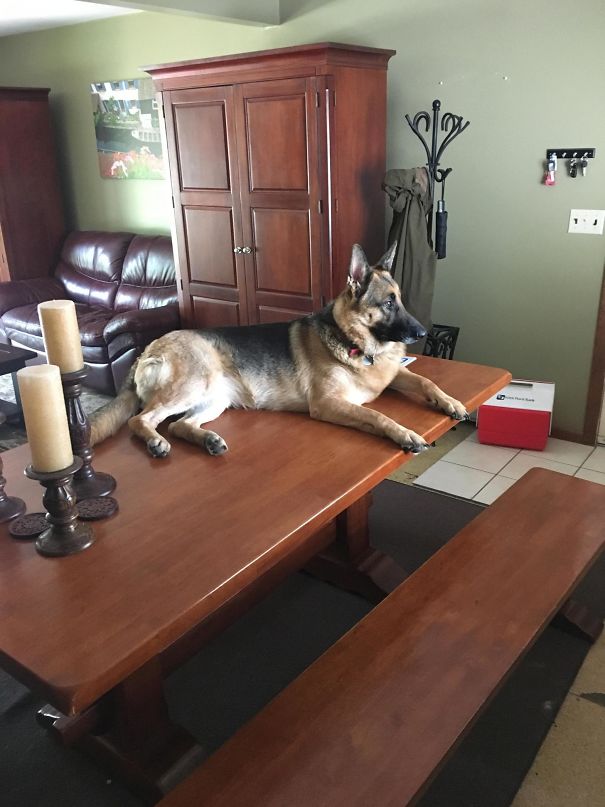 My Dog Climbs Onto The Table To Look Out The Window