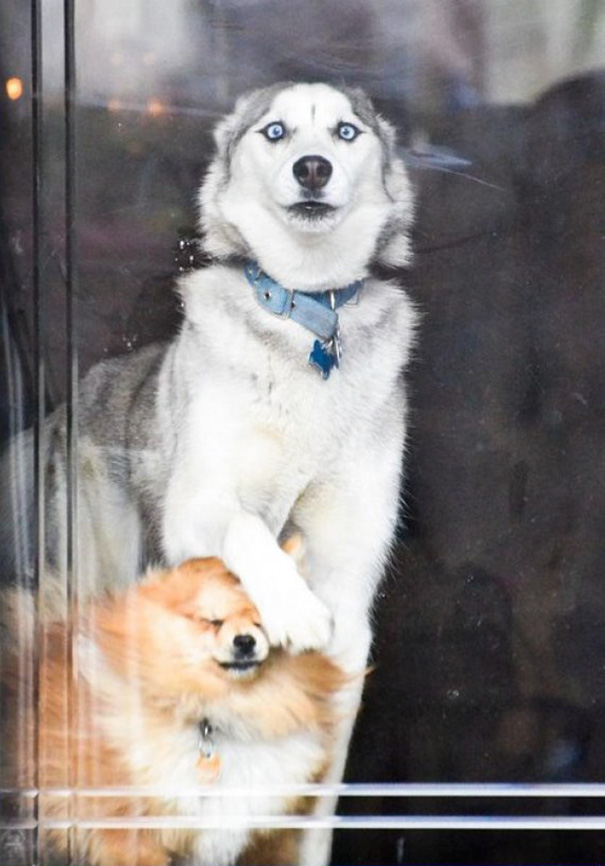 My Girlfriend's Dog When Someone's At The Door