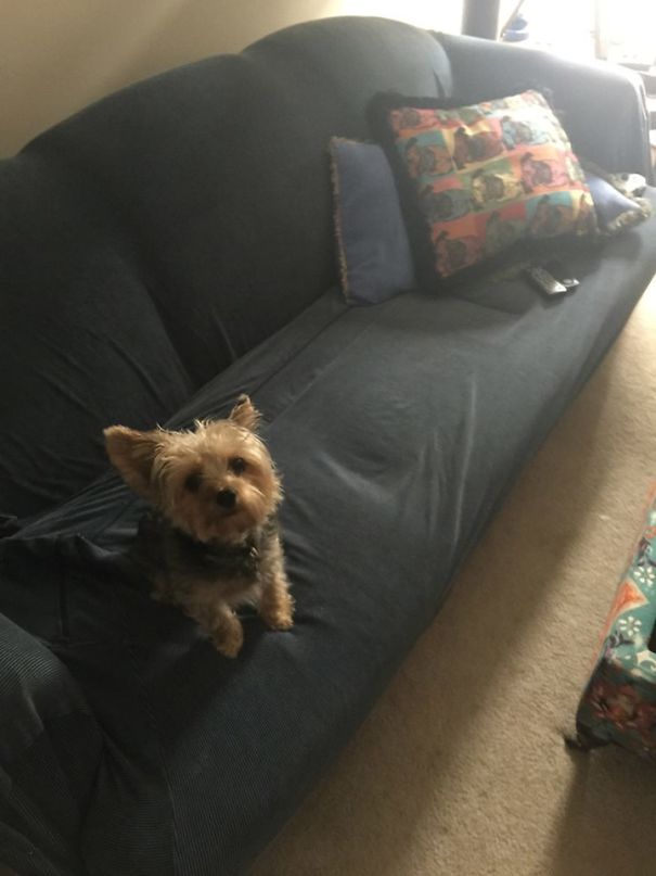 When Going To Work I Always Leave ESPN On For My Dog. I Had Food Poisoning Last Week, He Barked Downstairs Until I Dragged Myself Down To Turn On His Sportscenter