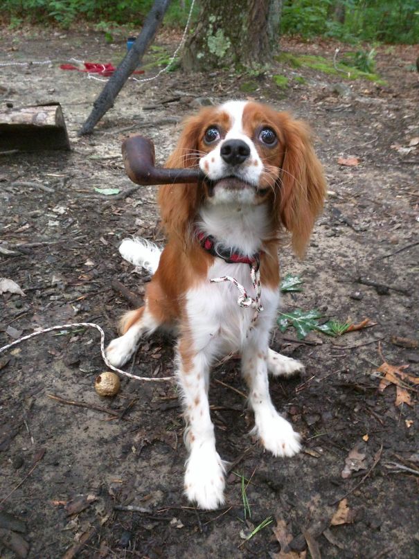 Out Camping A Few Weekends Back And While Setting Up The Tent, I Look Over At My Girlfriend's Dog And See This