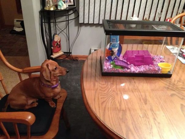 My Girlfriend Got A Hamster. Her Dog Sat Like This For About An Hour