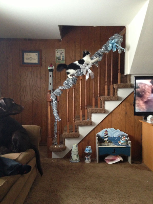 The Cat Got Catnip For Christmas, She's So High