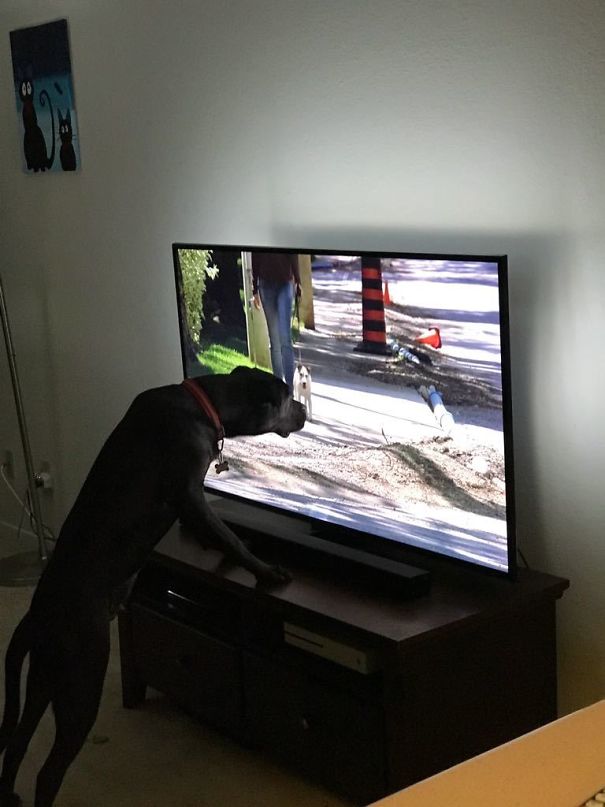 Every Time A Dog Is On TV