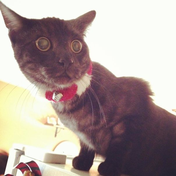 My Cat High As A Kite On Catnip