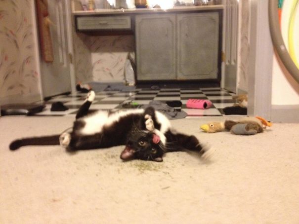 Catnip: Not Even Once