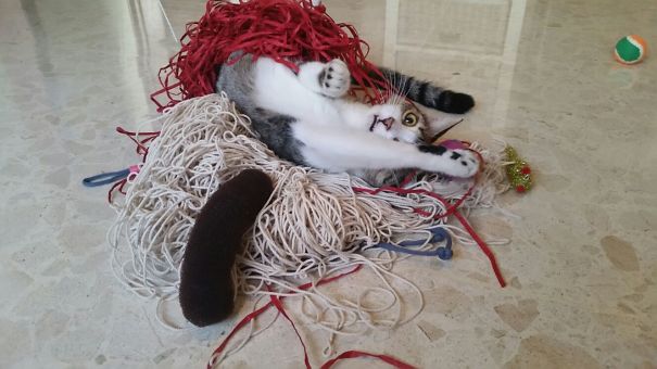 Cat's Been Hitting The Catnip Too Hard Lately