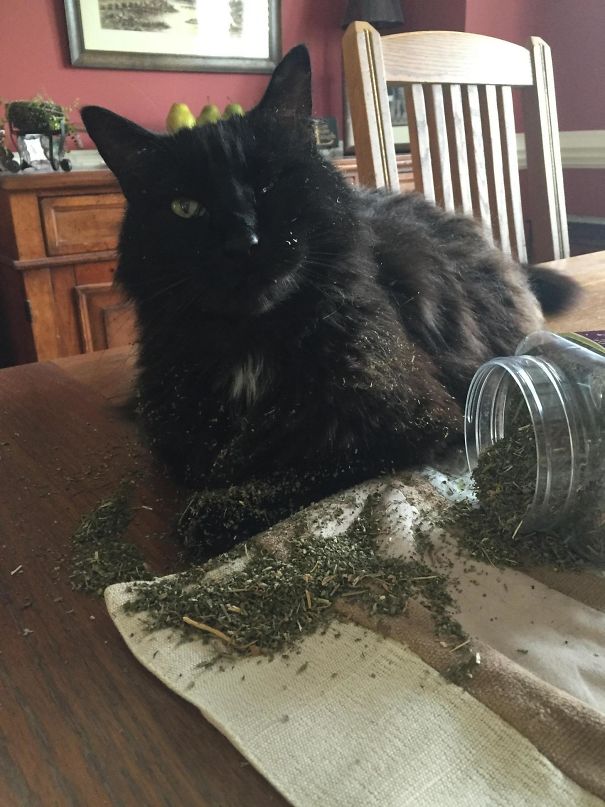 I Couldn't Find The Catnip Lid Last Night. He's Had A Great Day