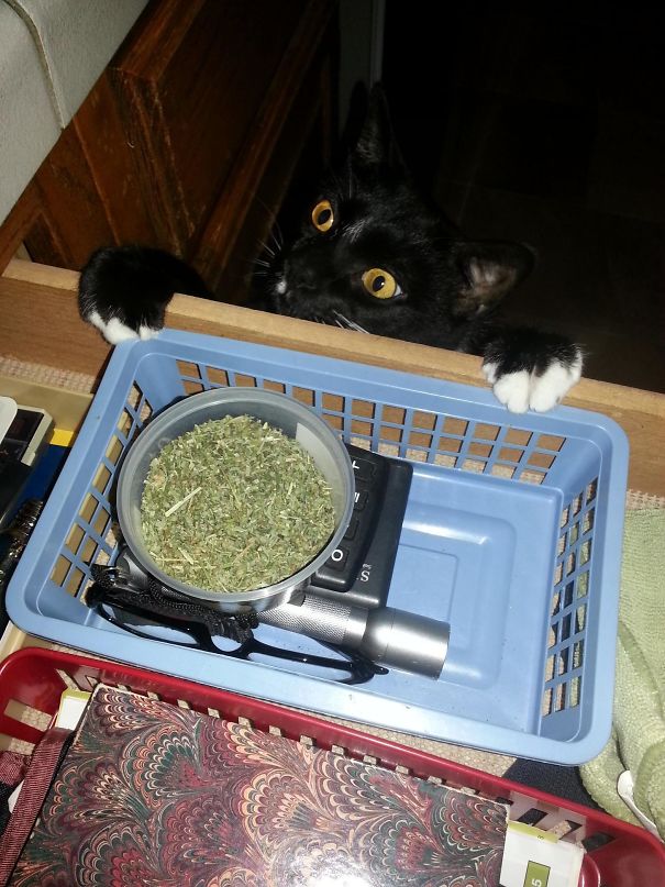 He Goes Crazy When I Open This Drawer