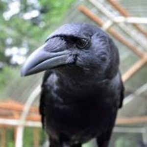 vituperativegreen avatar