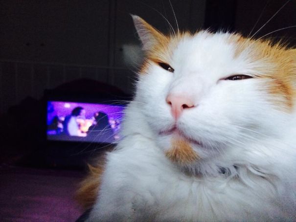 My Cat, High As F*ck After Getting In To The Catnip