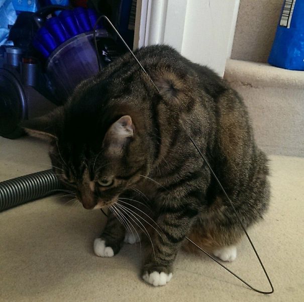 This Is My Sister's Cat, Jeremy. Jeremy Got Into The Catnip, And Now He Is Stuck In A Coat Hanger