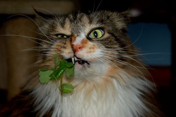 Fresh Catnip