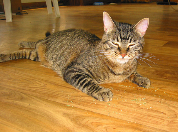 The Catnip Begins To Work