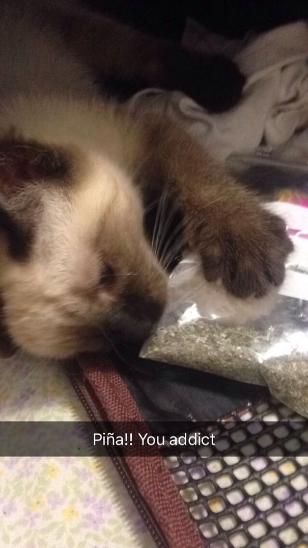 I Just Got A Cat... I Think It's An Addict