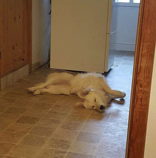 I Think My Aunt's Dog Is Broken