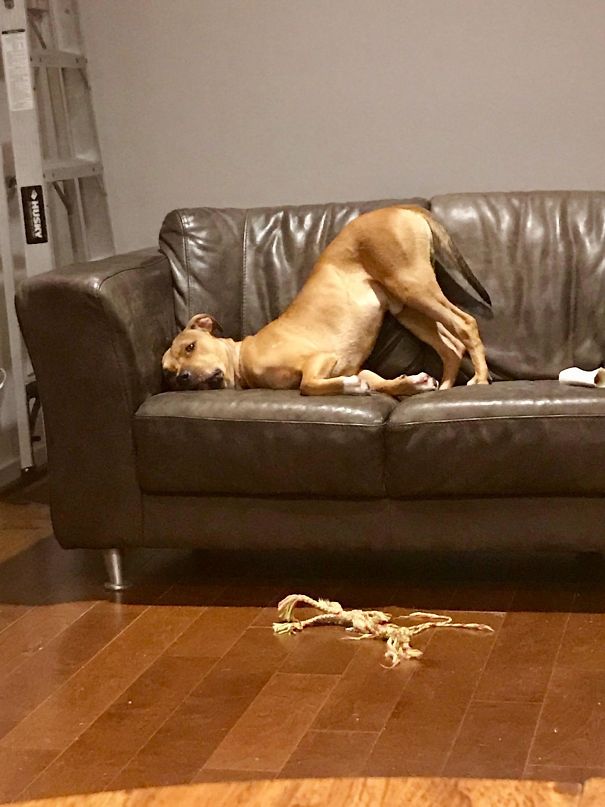 I Think Our Dog Is Broken