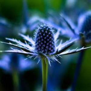 kaeliecochranengelhart avatar