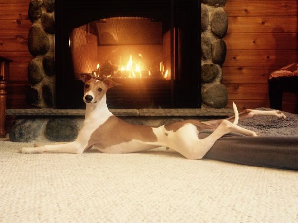 This Would Be My Dogs Tinder Profile Picture