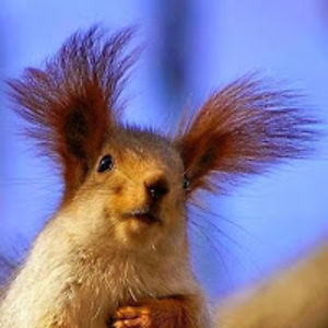 meonthissites avatar