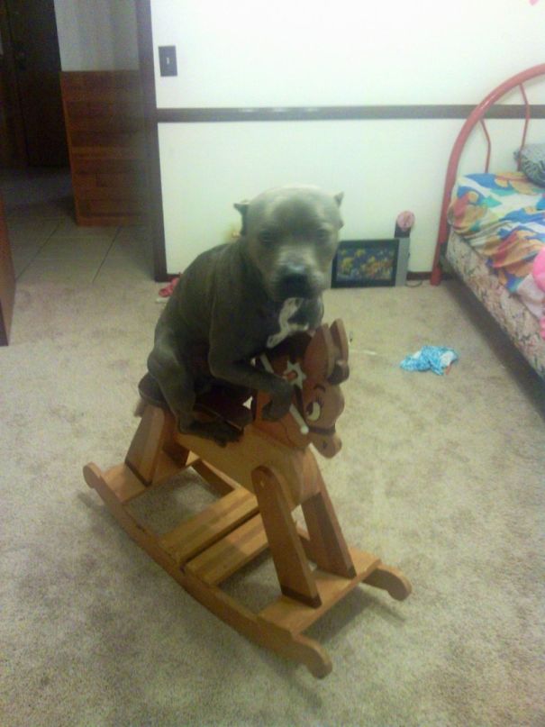 My Dog Smokey, Riding His Horse