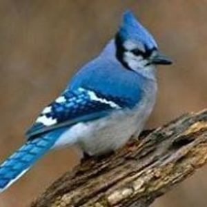 mistymclane7727 avatar