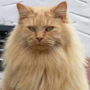 dennisraywingo avatar