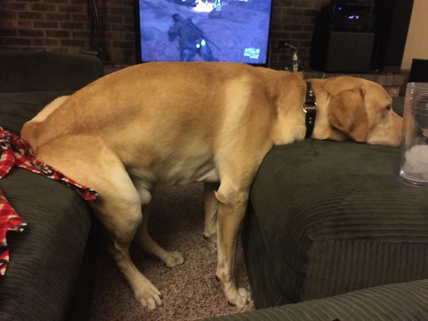 My Dog Isn't Allowed On Furniture, So This Is What He Resorts To