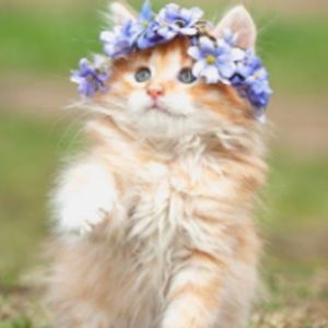 annamiddlekauff avatar