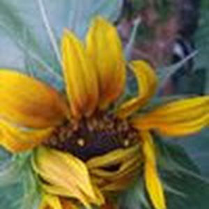 amandathieman avatar