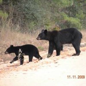 hinessurveying avatar