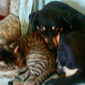 morriscatster avatar