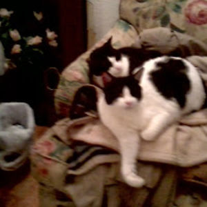 patriciatumlin avatar