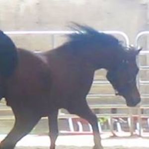 miliardopeacecraft avatar