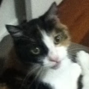 nekonijisierraluton avatar